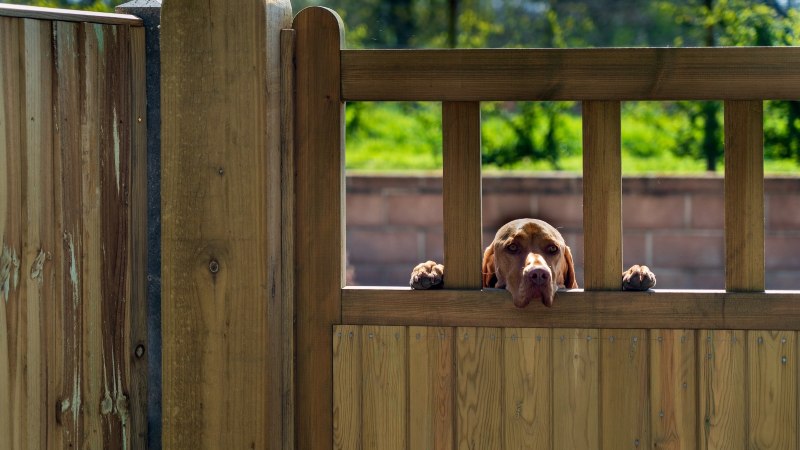 dog looking through wooded fence